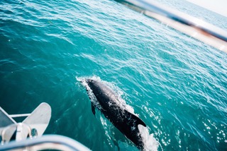 delfines-costavasca-gipuzkoa-experiencia-barco-getaria-kaiyachting