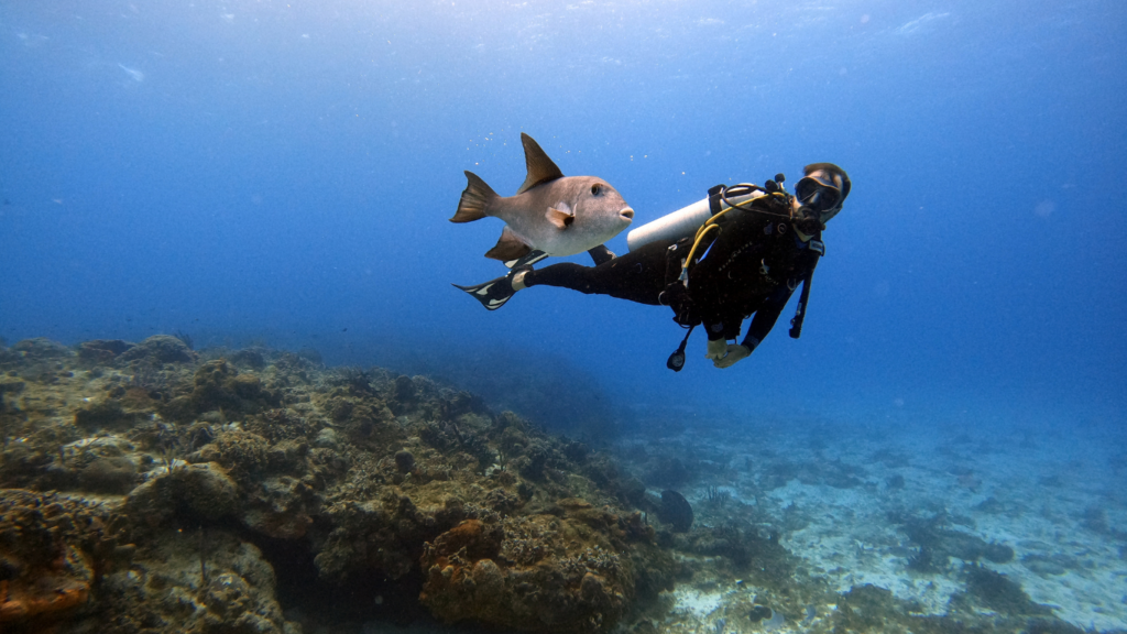 Zeus Dive Center And Pozoscuba