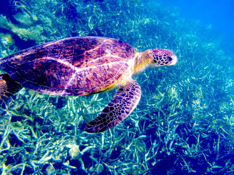 tortuga-dive Center club