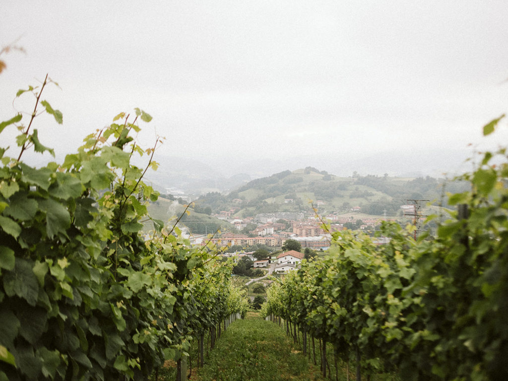 vinedo4