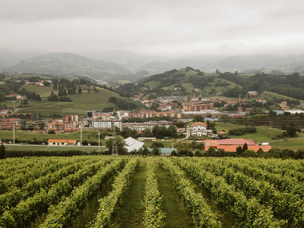 vinedo5