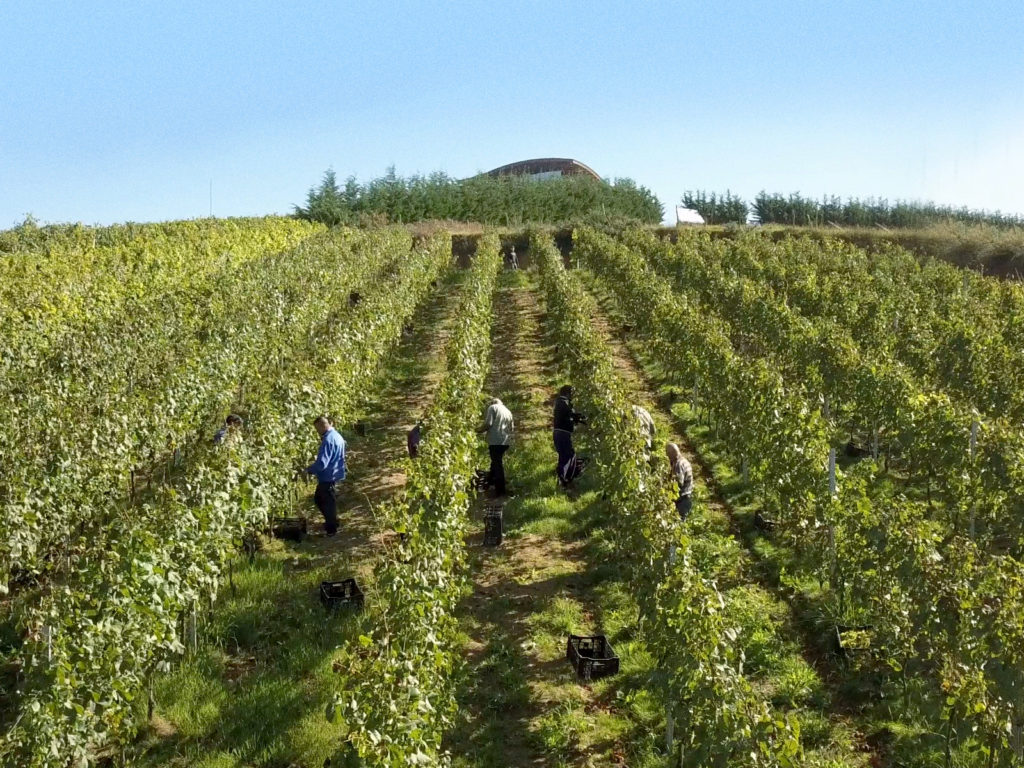 vinedo7