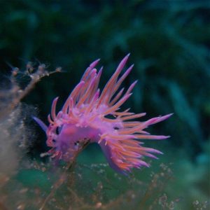 Inmersiones-dive center fornells