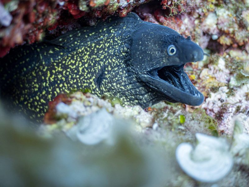inmersiones buceo-dive center fornells (2)