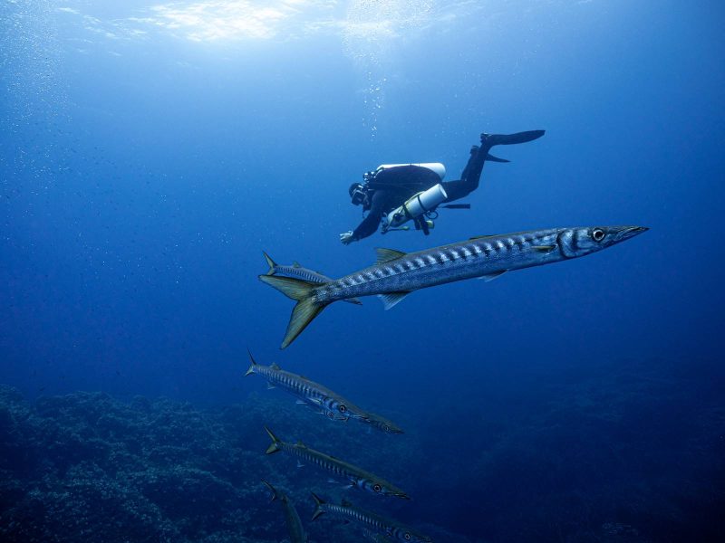 inmersiones buceo-dive center fornells (3)