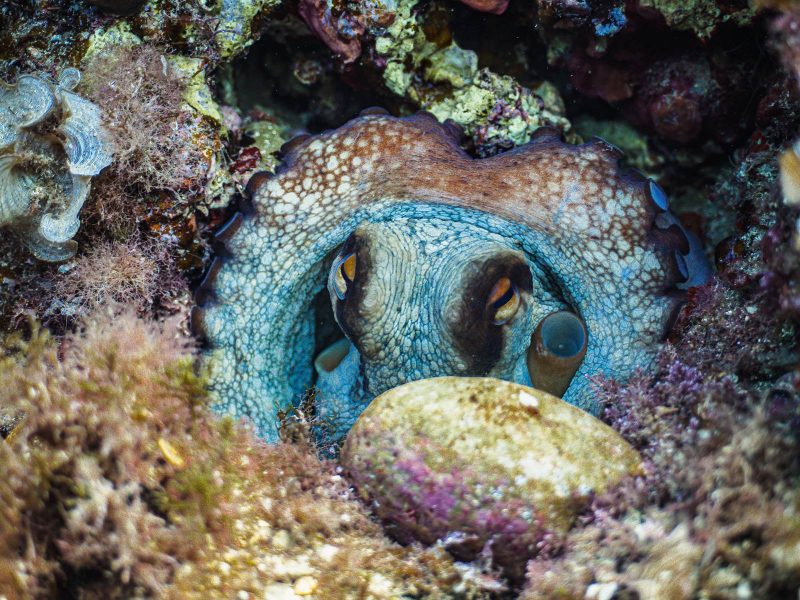inmersiones buceo-dive center fornells (4)