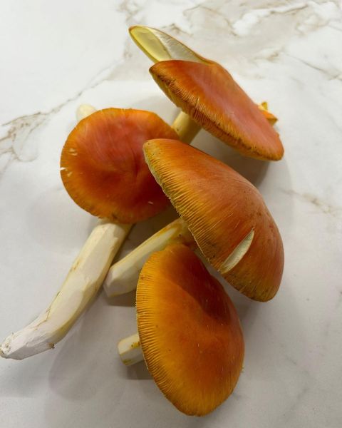 AMANITA CAESAREA-MUKA BAR