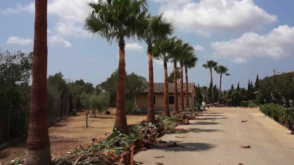 Podas Iván Sierra Servicios De Jardinería