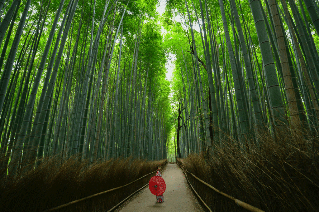 Bosque Bambu Kyoto