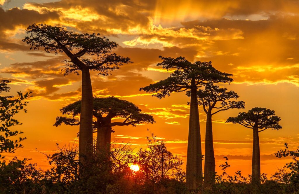 Madagascar_Planes Con Duende