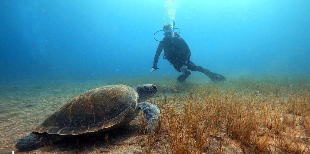 Buceo-tortugas