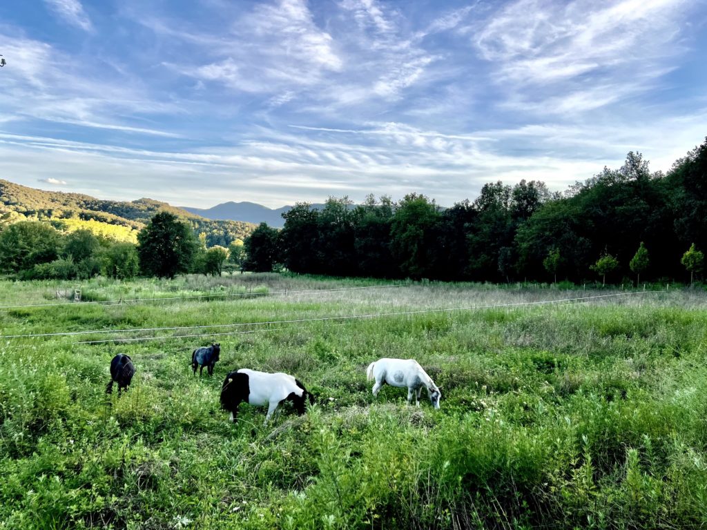 Refugio ponies-min