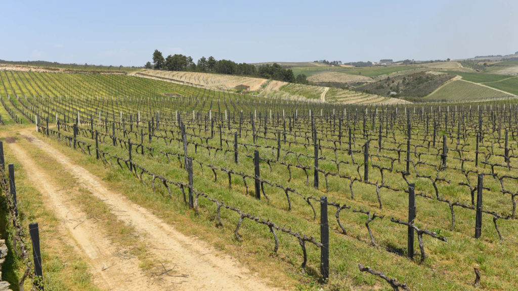 VIÑEDOS