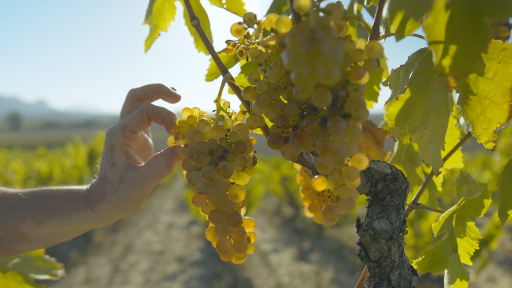 Bodega Berta Valgañón