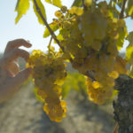 Bodega Berta Valgañón
