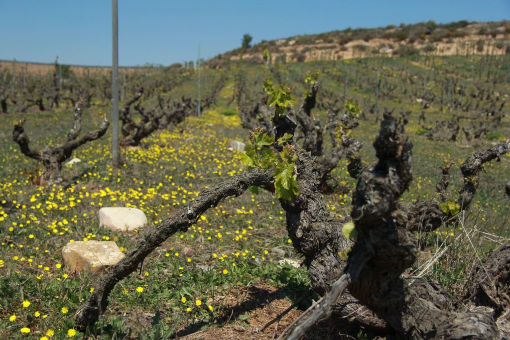 Bodegas Familia Escudero