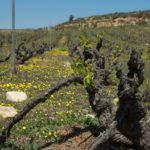 Bodegas Familia Escudero