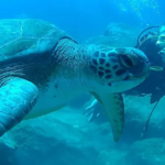 Holiday Tours Tenerife