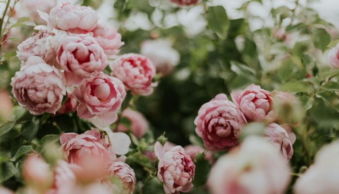 daiga-ellaby-4qN8yPewMs0-unsplash