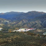 Aove Jabalcuz